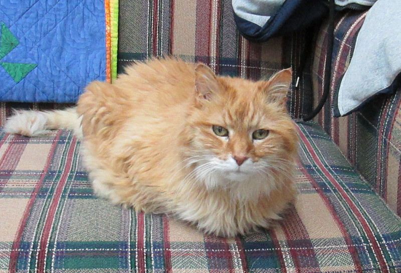 Behaviour changes in your old cat Canberra Cat Vet